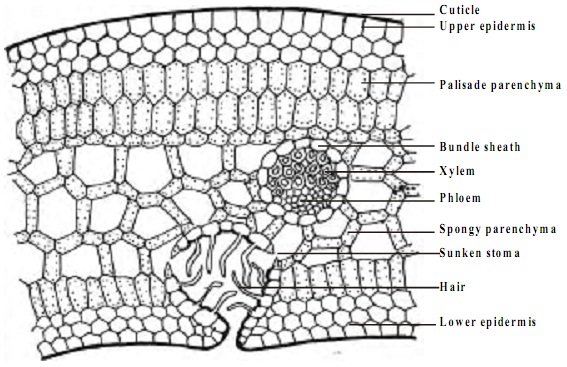 Anatomical Adaptations | Homework Help | Assignment Help ... diagram of water lily leaf 